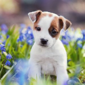 Meet your Posher, Asia